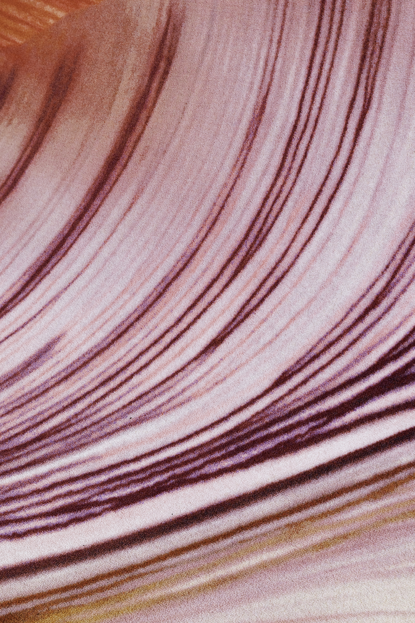 Ковер Tulip Mania - изображение 8